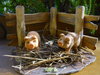 Misthaufen mit 2 Schweinchen f. 12cm Figuren passend
